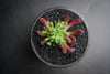 Crassula pubescens