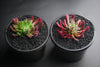 Crassula pubescens