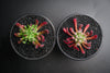 Crassula pubescens