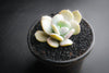 Echeveria 'Exotic'