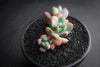 Sedum 'Comic Tom' (2H)