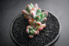 Sedum 'Comic Tom' (2H)