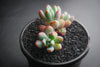 Sedum 'Comic Tom' (2H)