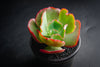 Echeveria 'Tutti Frutti'