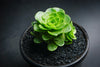 Aeonium aureum aka. Greenovia Aurea (XXS)