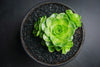 Aeonium aureum aka. Greenovia Aurea (XXS)