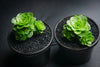 Aeonium aureum aka. Greenovia Aurea (XXS)