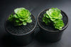 Aeonium aureum aka. Greenovia Aurea (XXS)
