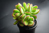 Cotyledon Tomentosa 'Bear's Paw'