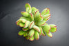 Cotyledon Tomentosa 'Bear's Paw'