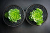 Aeonium aureum aka. Greenovia Aurea (XXS)