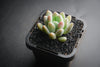xPachyveria 'Clavifolia'