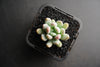 xPachyveria 'Clavifolia'