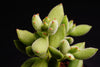 Cotyledon tomentosa subsp. ladismithiensis