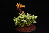 Cotyledon tomentosa subsp. ladismithiensis