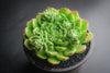 Echeveria setosa 'Glitters'