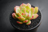 Echeveria 'Van Breen'