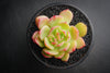 Echeveria 'Van Breen'