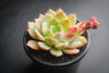Echeveria 'Van Breen'