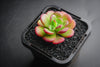 Echeveria 'Skinneri' (1 X CUTTING)