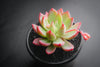 Echeveria 'Cleone'