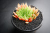 Haworthia cooperi var. leightonii (1 x PUP)