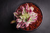 Aeonium arboreum 'Sunburst' f. cristata