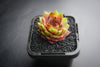 Sempervivum Bernstien (NO PUP)