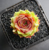 Sempervivum Bernstien (NO PUP)