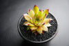 Sempervivum Bernstien (NO PUP)