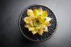 Sempervivum Bernstien (NO PUP)