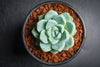 Echeveria elegans 'Albicans' (has marks)
