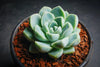 Echeveria elegans 'Albicans' (has marks)