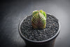 Crassula Buddha's Temple