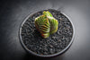 Crassula Buddha's Temple