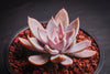 Echeveria 'Affinis' Grey form (Silver Queen)