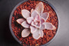 Echeveria 'Affinis' Grey form (Silver Queen)