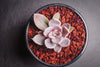 Echeveria 'Affinis' Grey form (Silver Queen)