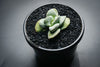 Crassula 'Morgan's Beauty'