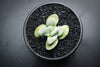 Crassula 'Morgan's Beauty'