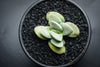 Crassula 'Morgan's Beauty'