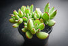 Cotyledon papillaris 'jacobseniana'
