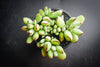 Cotyledon papillaris 'jacobseniana'
