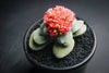 Crassula 'Morgan's Beauty'