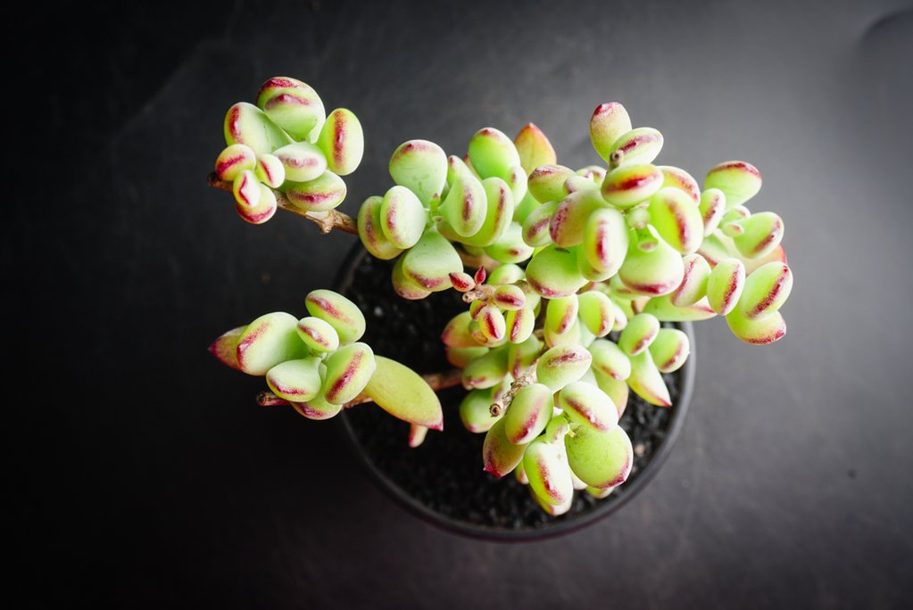 Cotyledon woodii (Grey Form)