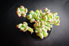 Cotyledon woodii (Grey Form)