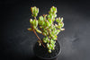 Cotyledon woodii (Grey Form)