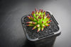 Sempervivum 'Pittoni'
