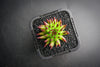 Sempervivum 'Pittoni'