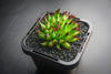 Sempervivum 'Pittoni'